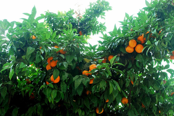 Pomerančovníku s zralé plody v městě Řím - Fotografie, Obrázek