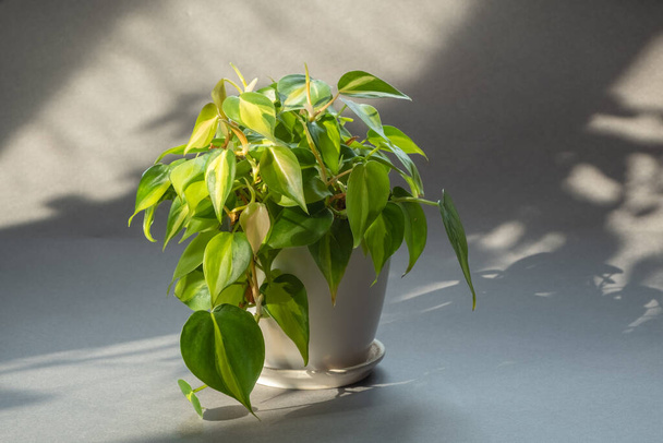 Όμορφο φυτό με ποικιλόμορφα φύλλα. φυτό philodendron σε λευκή κατσαρόλα σε γκρι φόντο. Όμορφες σκιές και ηλιόλουστη μέρα  - Φωτογραφία, εικόνα