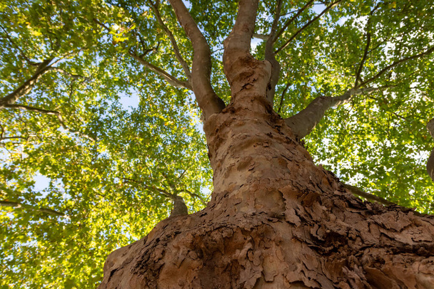 a big tree trunk of a deciduous tree with a view from below - Foto, Imagen