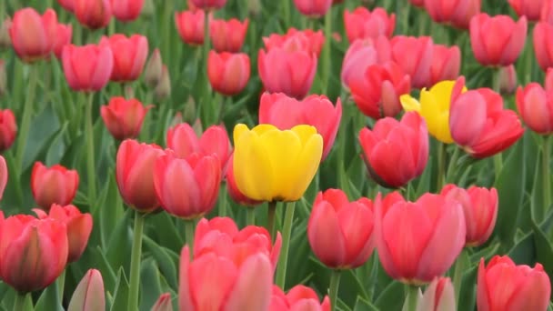 Tulips on the flowerbed - Footage, Video
