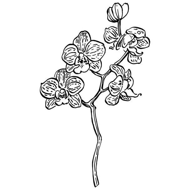 orchideeën bloem. Bloemen botanische bloem. Geïsoleerd illustratie-element. Vector hand tekening wilde bloem voor achtergrond, textuur, wrapper patroon, frame of rand. - Vector, afbeelding