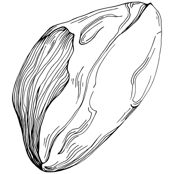 Pistachio ζωγραφισμένο στο χέρι Εικονογράφηση διάνυσμα απομονώνονται σε λευκό φόντο. Ρετρό στυλ γεωργικό προϊόν για μενού εστιατορίων, ετικέτα αγοράς, λογότυπο, έμβλημα και σχεδιασμό κουζίνας. Διακόσμηση τροφίμων - Διάνυσμα, εικόνα