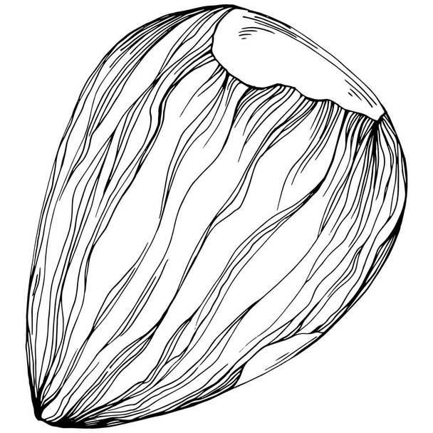Мигдалевий малюнок Векторна ілюстрація ізольовано на білому тлі. Фермерський продукт в стилі ретро для меню ресторану, торгової марки, логотипу, емблеми та дизайну кухні. Декорація для їжі
. - Вектор, зображення