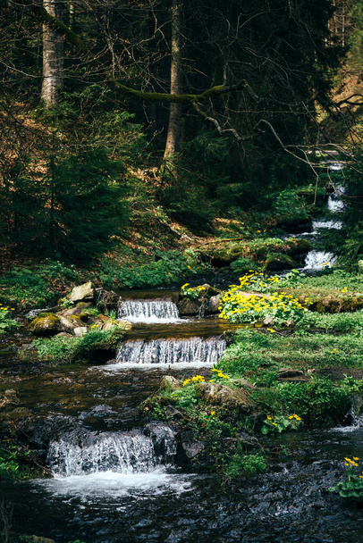 Kalter, frischer Gebirgsfluss im Wald, seine Quelle ist der See Synevyr in den Karpaten. - Foto, Bild
