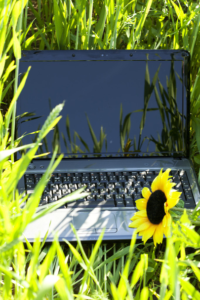 Laptop with a sunflower in the green field - Foto, afbeelding