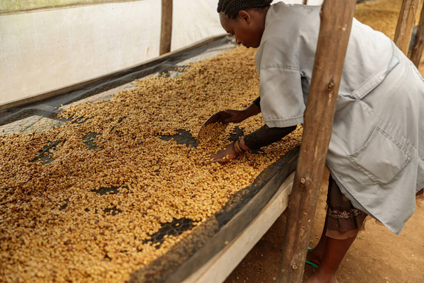 Side view of African American woman stirring coffee beans during honey process. Rwanda - 写真・画像