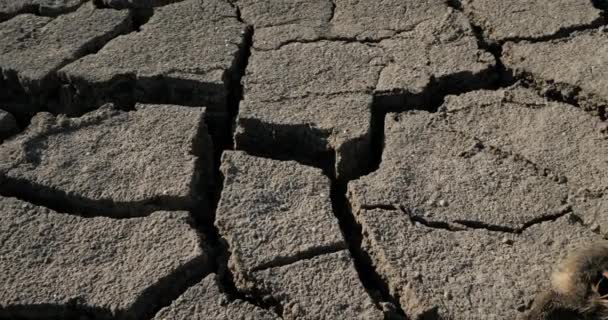 Dryness in the Camargue, France - Footage, Video