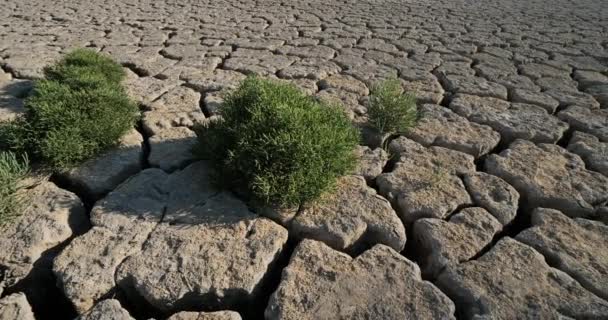 Sucho v Camargue, Francie - Záběry, video
