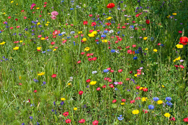 Prairie de fleurs sauvages
 - Photo, image