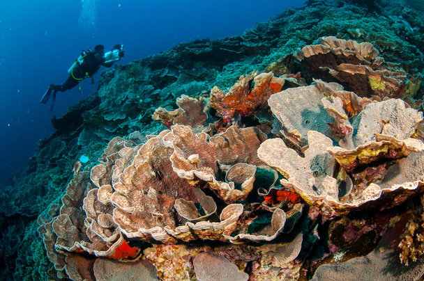 Дайвер, капустные кораллы в Банде, Индонезия подводное фото
 - Фото, изображение
