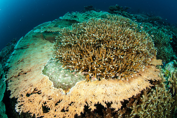Různé tvrdé korálové útesy v podvodní fotografii Banda, Indonésie - Fotografie, Obrázek