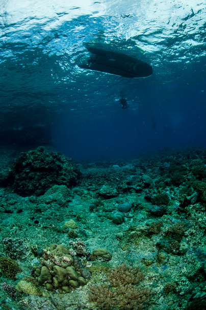 Bajo el agua bajo la superficie en Banda, Indonesia
 - Foto, Imagen