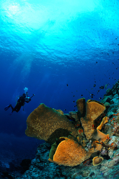 Diver and barrel sponge Verongula gigantea in Banda, Indonesia underwater photo - Photo, Image