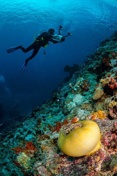 Divers, anemone, clownfish, soft coral in Banda, Indonesia underwater photo - Photo, Image