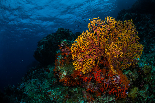 Приморський вентилятор Subergorgia mollis в підводні фото Банда, Індонезія - Фото, зображення