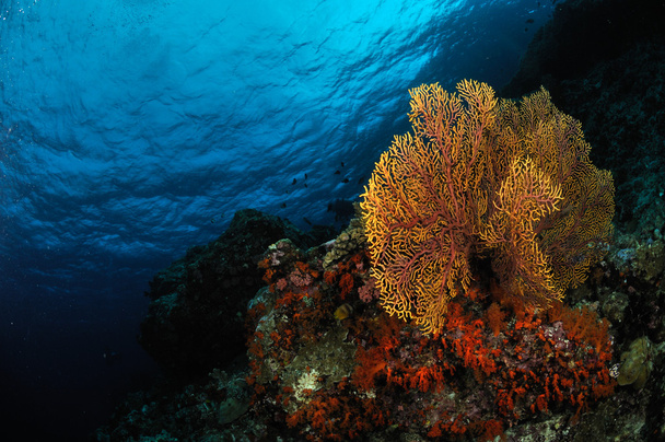 Θάλασσα ανεμιστήρα Subergorgia mollis σε υποβρύχια φωτογραφία μπάντα, ΙΝΔΟΝΗΣΙΑ - Φωτογραφία, εικόνα