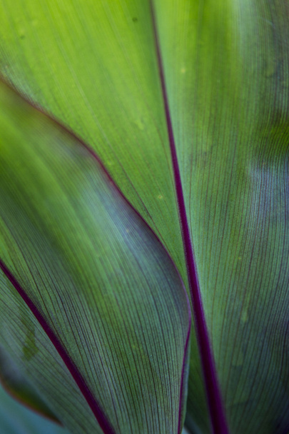 Tree leaf a background - Valokuva, kuva