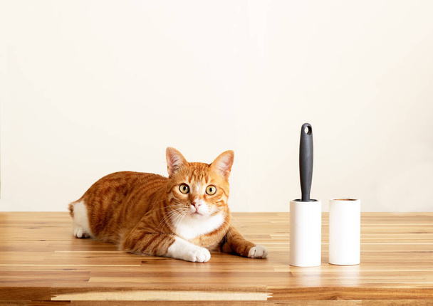 Domestic tabby cats sitting on wooden table with sticky lint roller - Zdjęcie, obraz