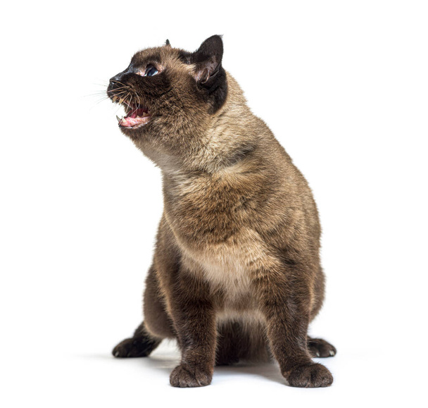 Angry Crossbreed cat showing its teeth, isolated on white - Fotografie, Obrázek