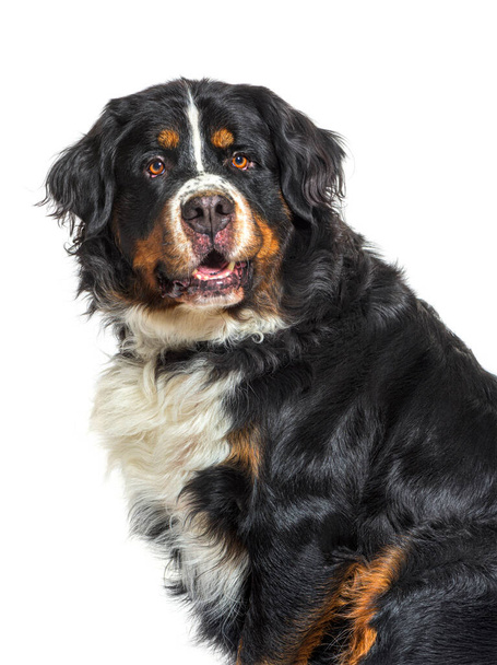 Old Bernese mountain dog portrait, isolated on white - Foto, immagini