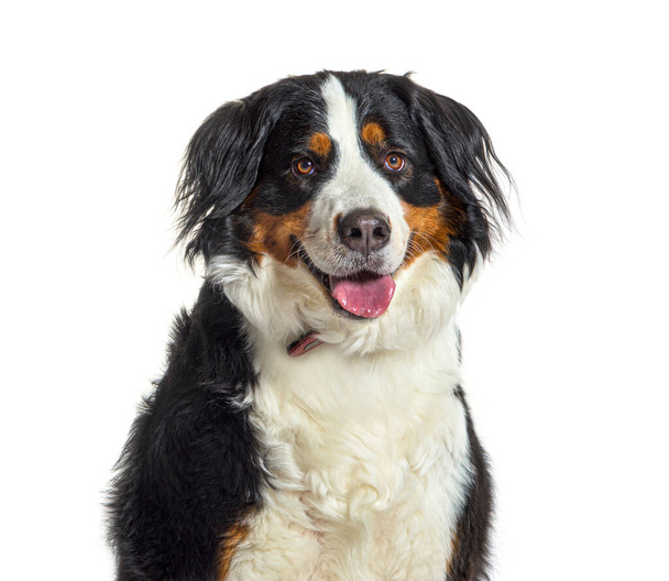 portrait of a young Bernese mountain dog panting, isolated on white - Fotó, kép