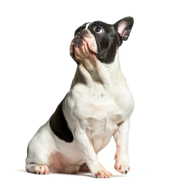 Black and white French Bulldog looking up with curiosity, isolated on white - Foto, afbeelding