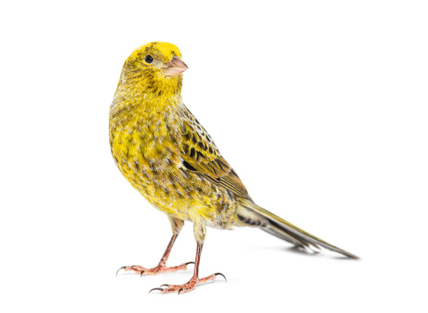 lizzard canary standing in front of a white background - 写真・画像