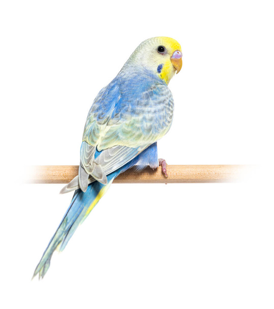 Rear view of a blue rainbow Budgerigar bird on a wooden perch, isolated on white - Foto, Imagen