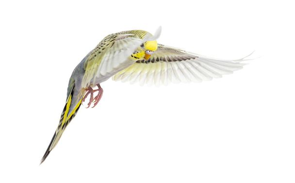 grey rainbow Budgerigar bird flying wings spread, isolated on white  - 写真・画像