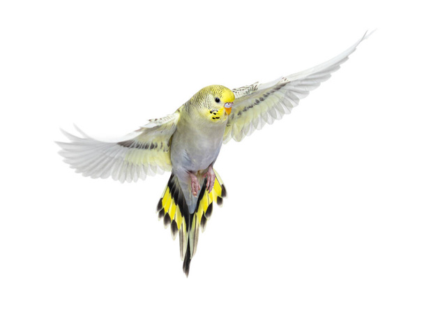 серая радуга Буджеригар птица летит крылья рассредоточены, изолированы на белом  - Фото, изображение
