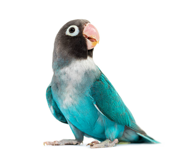 Black Cheecked Lovebird, Agapornis Nigrigenis,  Blue mutation - Zdjęcie, obraz