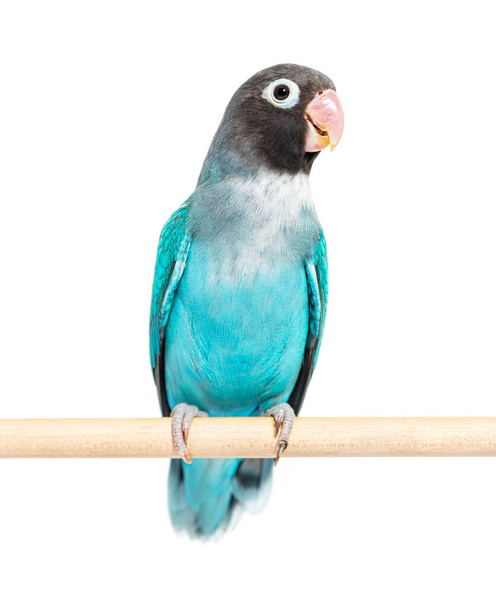 Black Cheecked Lovebird на деревянной палочке, Голубая мутация - Фото, изображение