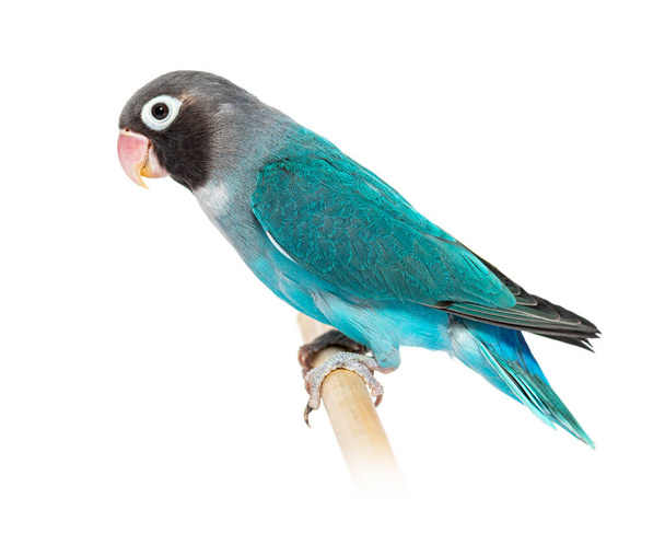 Black Cheecked Lovebird perched on a wooden stick - Foto, afbeelding