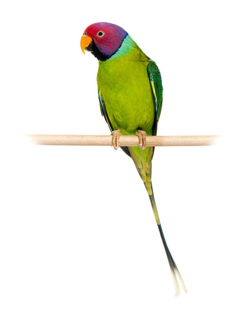 Male Plum-Headed parakeet perched on a wooden perch - Psittacula cyanocephala, isolated on white - Foto, afbeelding