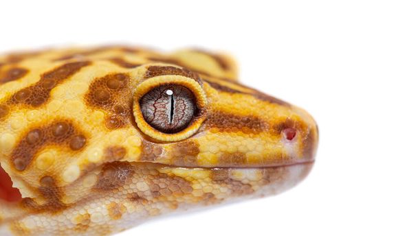 Side view of Leopard gecko close-up head, Eublepharis macularius, isolated on white - Fotoğraf, Görsel
