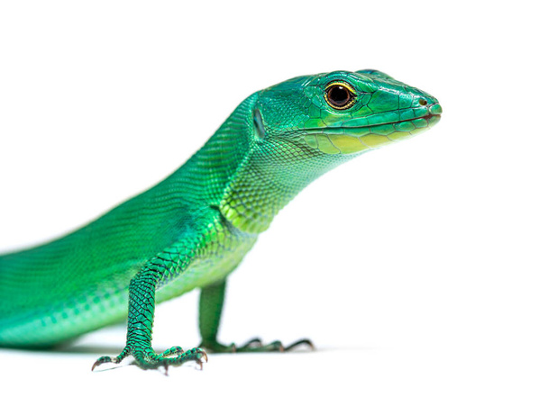Head shot portrait of a Green keel-bellied lizard, Gastropholis prasina - 写真・画像