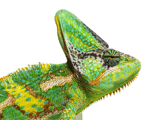 Macro on a veiled chameleon head, Chamaeleo calyptratus, isolated on white - Photo, Image