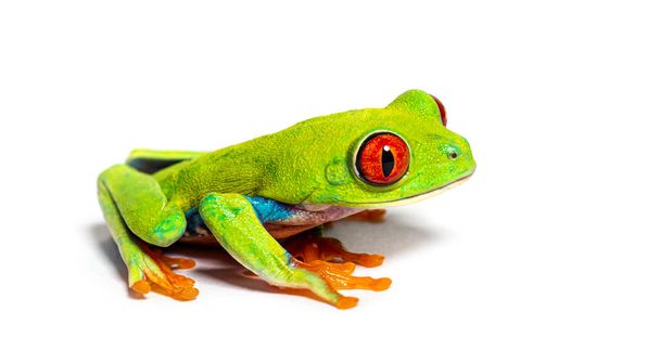 Side view of a Red-eyed tree frog, Agalychnis callidryas, isolated on white - Foto, imagen