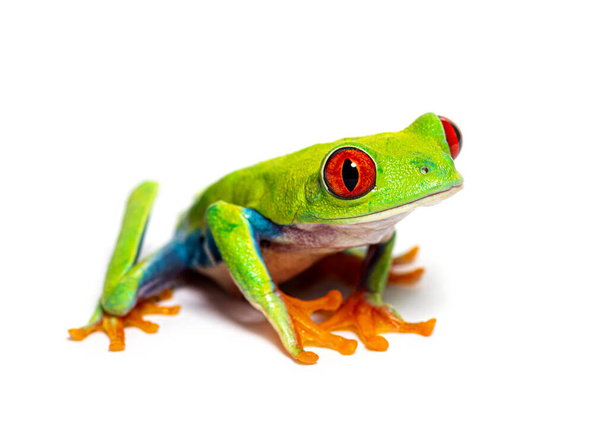 Red-eyed tree frog looking at the camera, Agalychnis callidryas, isolated on white - Photo, Image