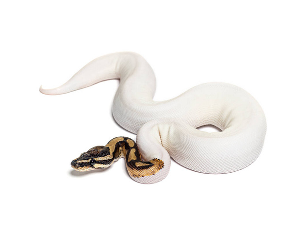 Piebald high white ball python, python regius, isolated on white - Photo, image