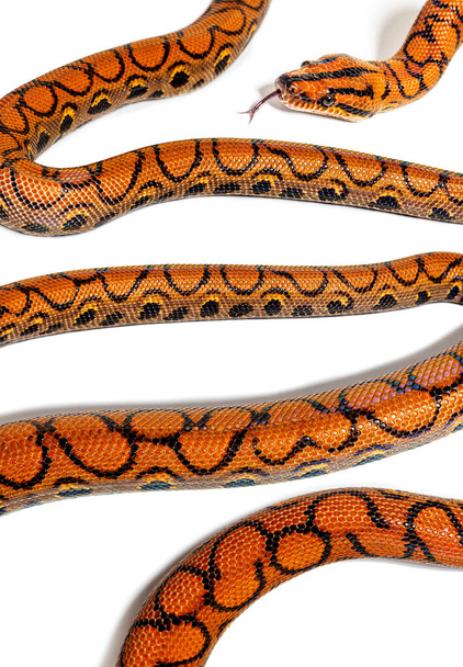 High view of Rainbow boa snake body and head tongue out, Epicrates cenchria, isolated on white - Photo, image