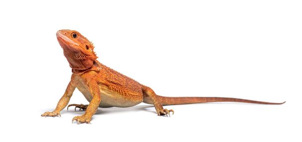pogona super extrem red super transparent standing in front, isolated on white - Photo, Image