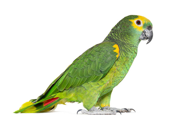 Blue-fronted parrot, Amazona aestiva, Isolated on white - Foto, afbeelding