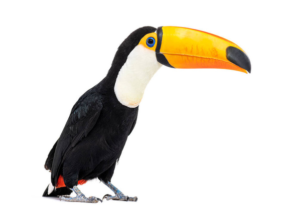 Toucan toco, Ramphastos toco, isolated on white - 写真・画像
