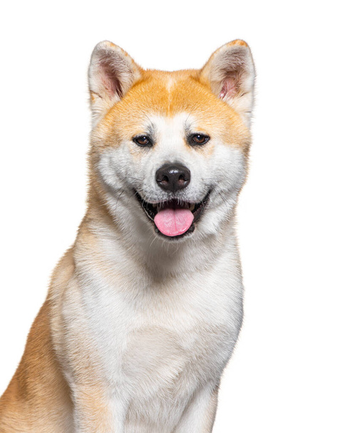 Ακίτα inu πορτρέτο κεφάλι, σκυλί λαχάνιασμα και κοιτάζοντας την κάμερα - Φωτογραφία, εικόνα