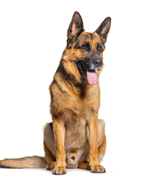 portrait German shepherd dog panting, sitting and looking away, isolated on white - Foto, immagini