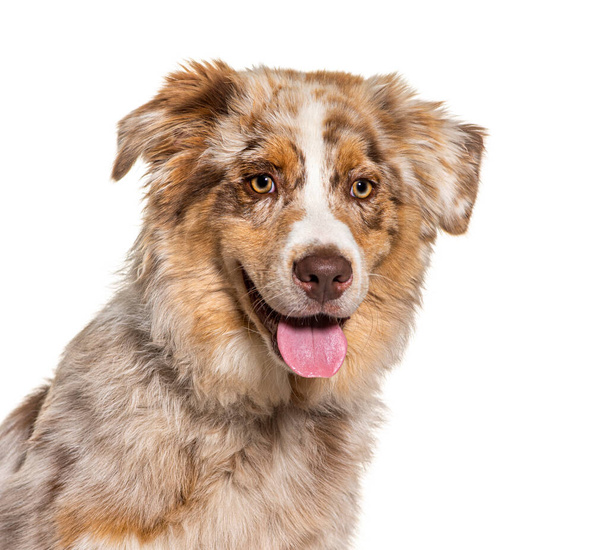 Portrait, head shot of a Red merle australian shepherd panting, isolated on white - Foto, immagini