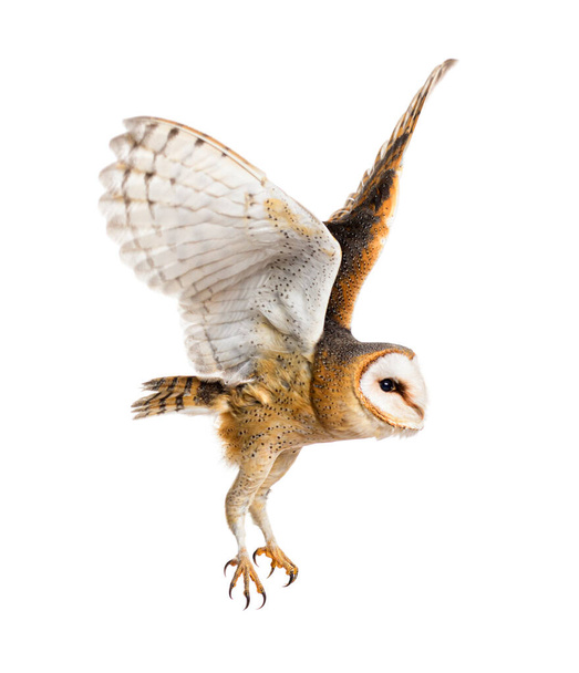Side view of a Barn Owl, nocturnal bird of prey, flying wings spread, Tyto alba, isolated on withe - Valokuva, kuva