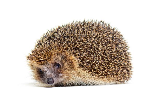 European hedgehog looking at the camera, isolated on white - Fotó, kép