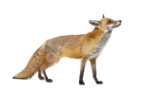 Side view of a Red fox looking up, two years old, isolated on white - Foto, Imagen